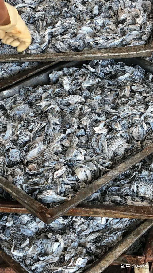 禁食野生動物背景下餐飲業(yè)的結構性變革與美食加盟新機遇